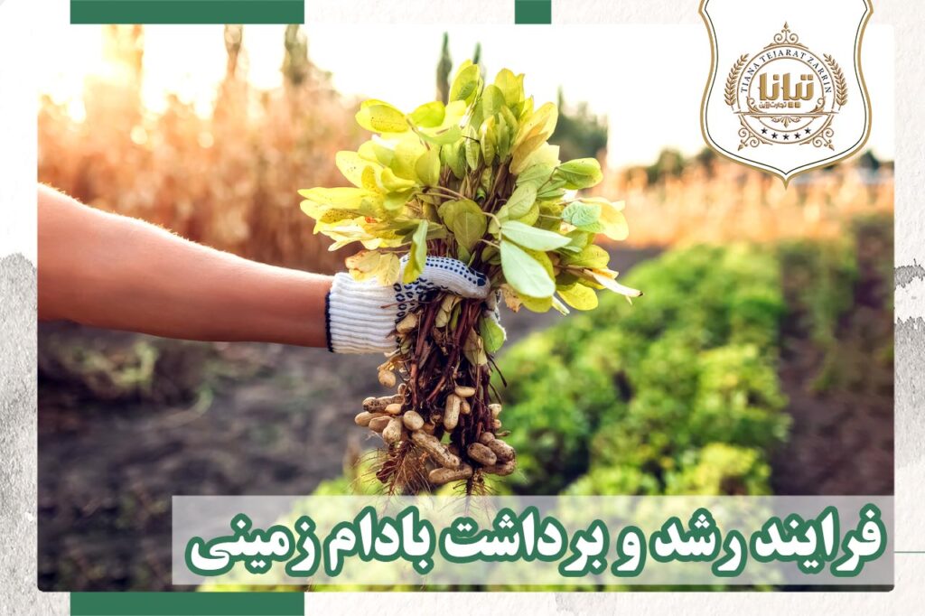 رشد و برداشت بادام زمینی