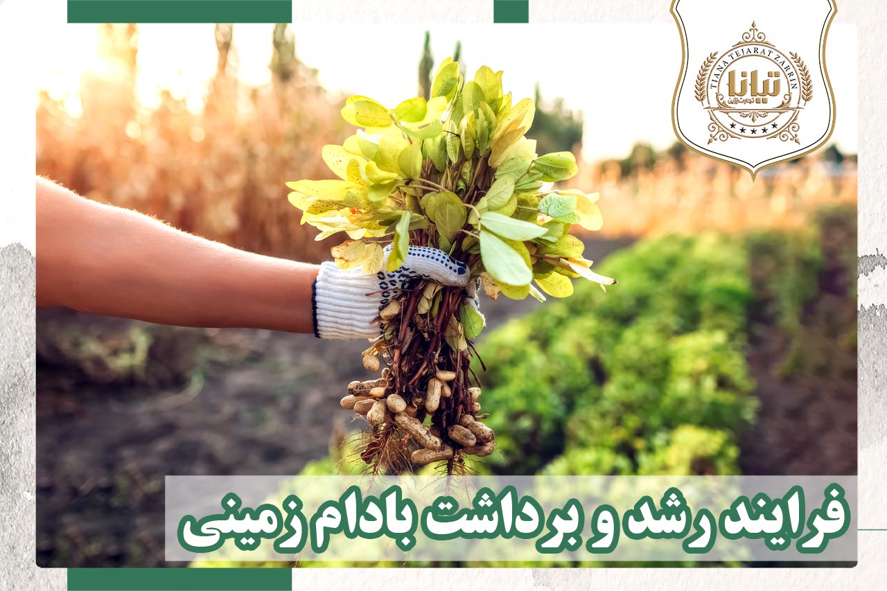 رشد و برداشت بادام زمینی